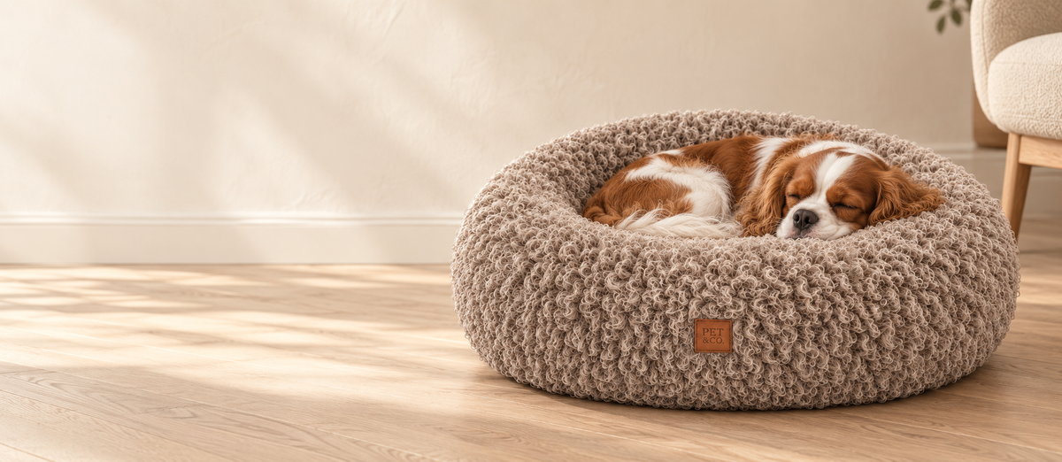 Panier pour chien dans un salon lumineux