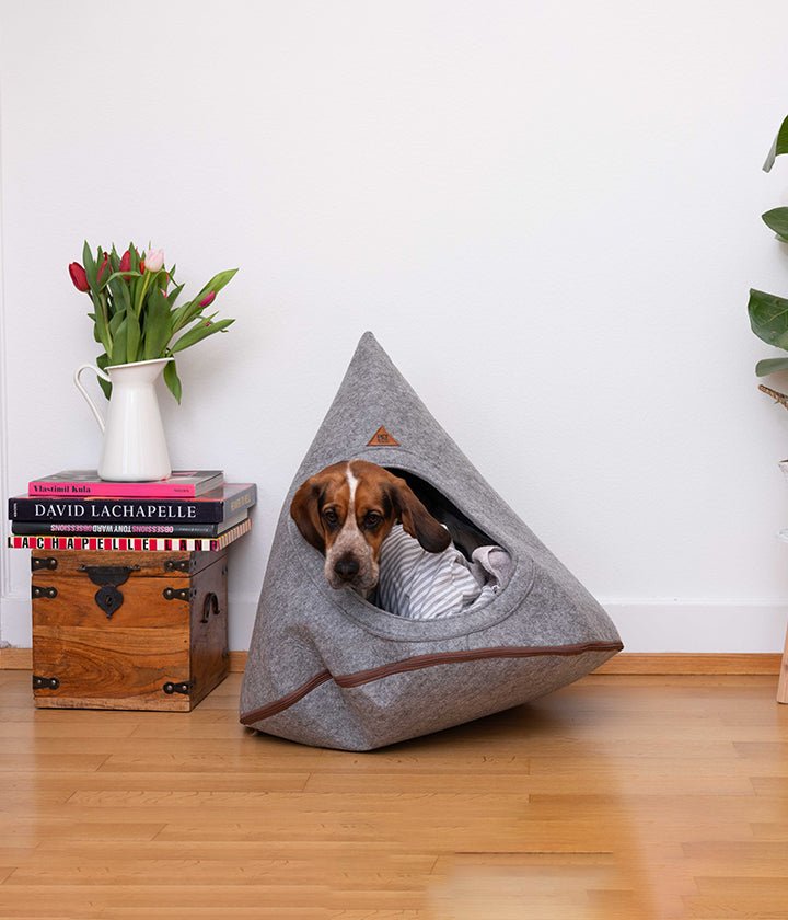 Dog inside cave - Tonto